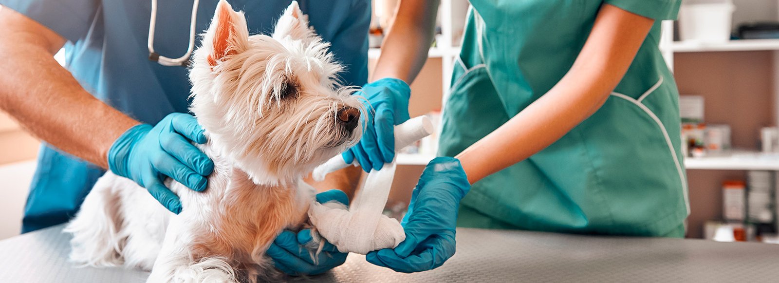 Atención de urgencias veterinarias