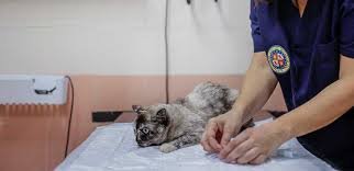 Área de hospitalización